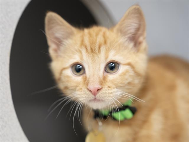 Ethel - Female - Domestic SH