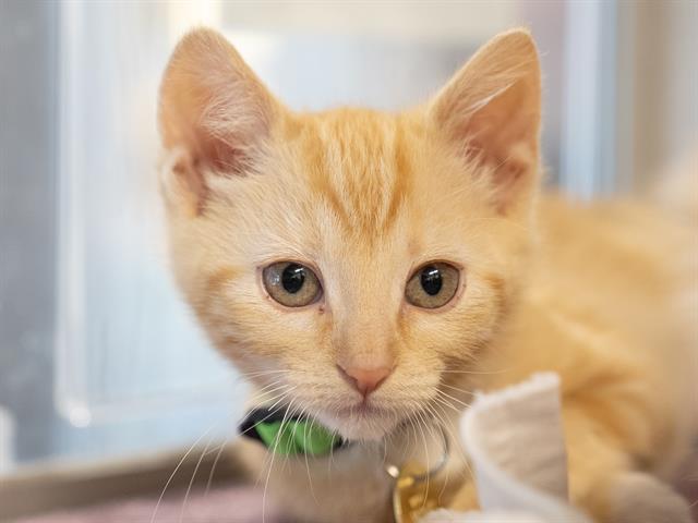 Lucy - Female - Domestic SH