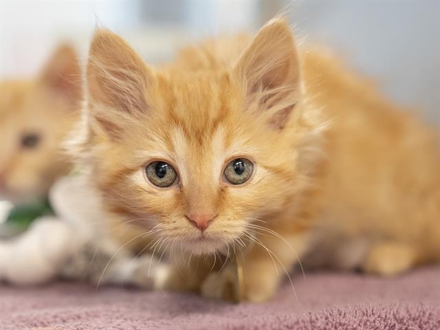 Ricky - Female - Domestic LH