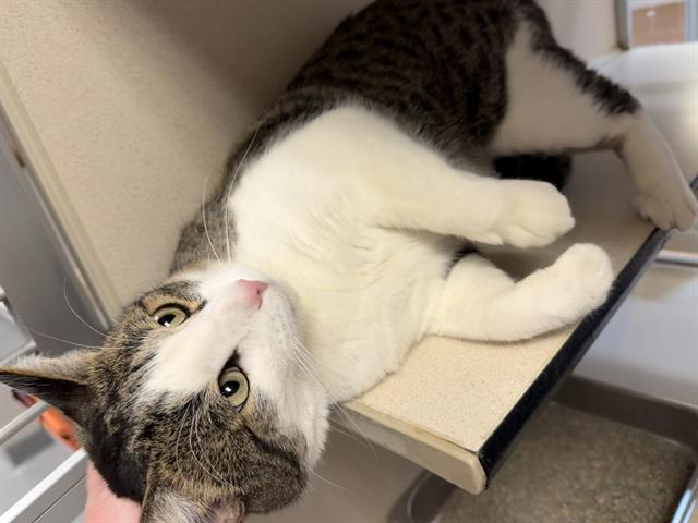  - Female - Domestic SH