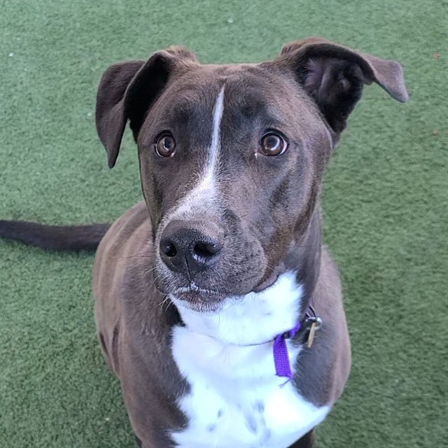 Brownie - Male - Labrador Retriever-Border Collie