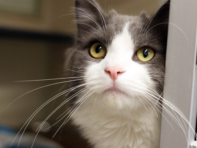  - Male - Domestic LH