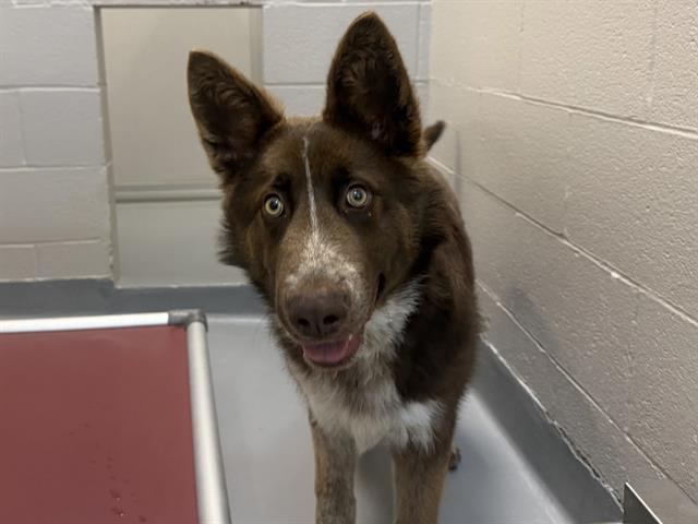  - Male - Australian Shepherd