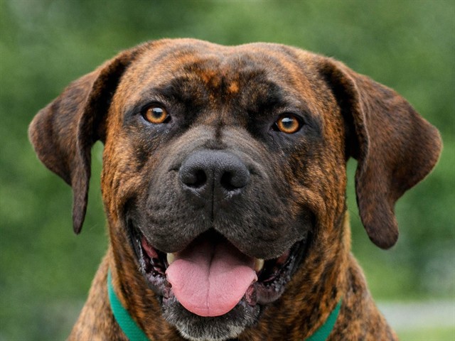 Nani - Female - Mastiff