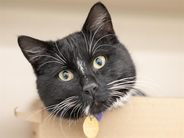  - Male - Domestic SH