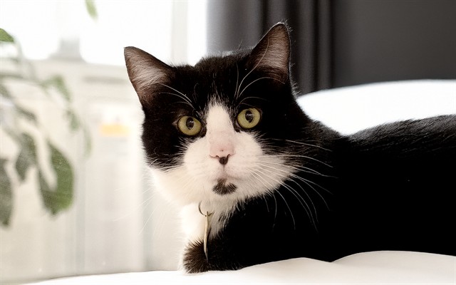  - Male - Domestic SH