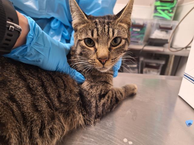  - Female - Domestic SH