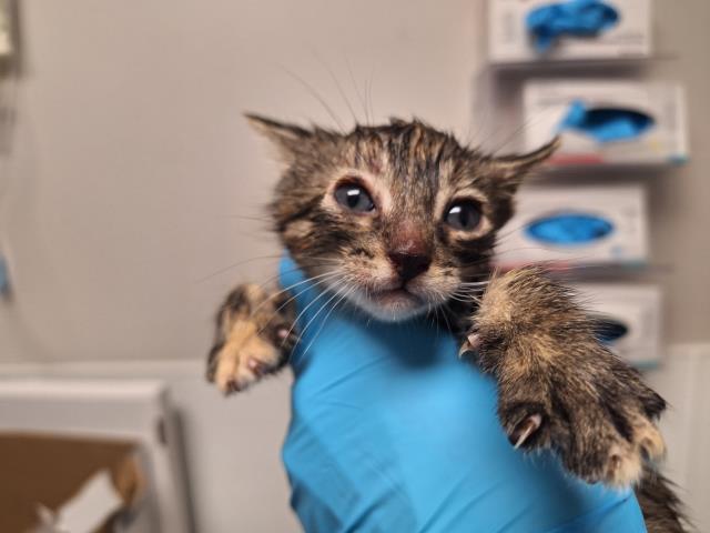 Layla - Female - Domestic SH