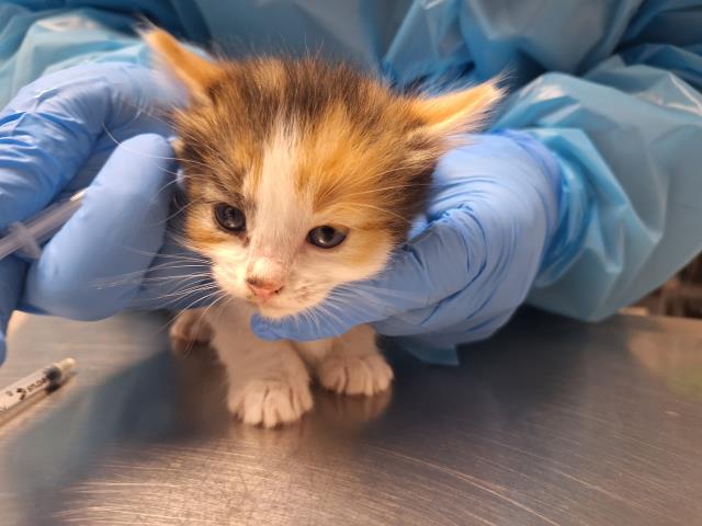 Nina - Female - Domestic SH