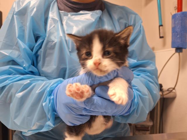  - Male - Domestic SH