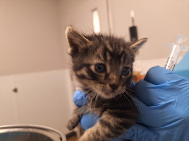  - Male - Domestic SH