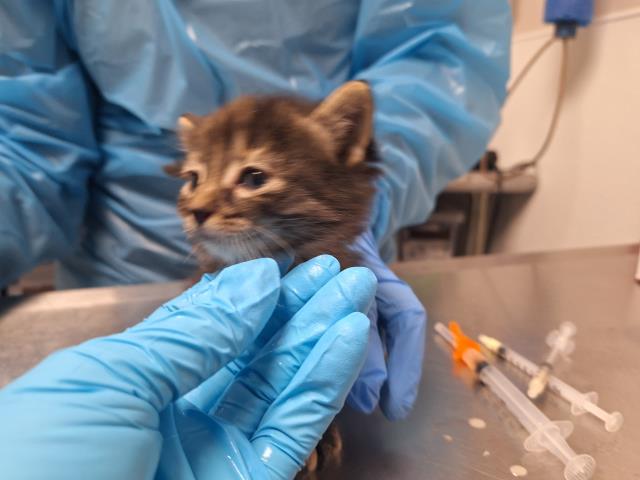  - Female - Domestic SH