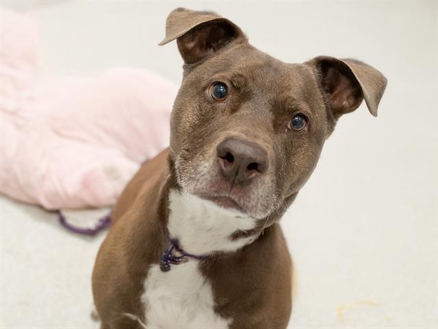 Carlo - Male - Nonspecific-Mix