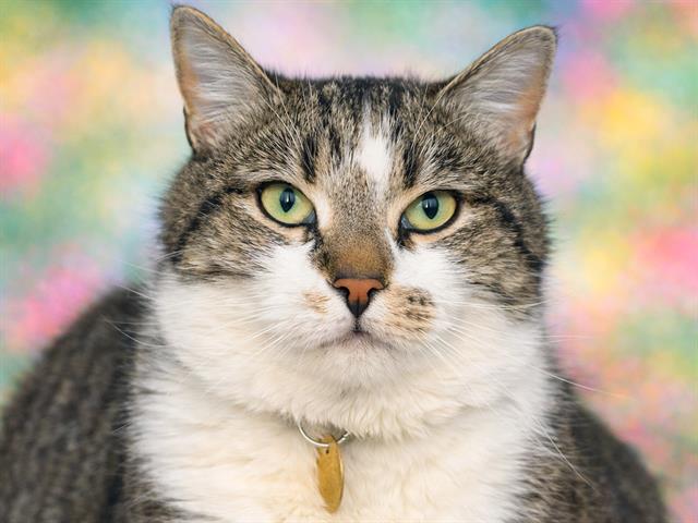 Boji - Female - Domestic SH