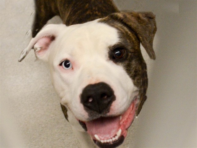 Roscoe - Male - Pit Bull-Siberian Husky