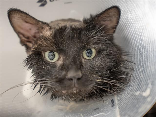 Gill - Male - Domestic SH