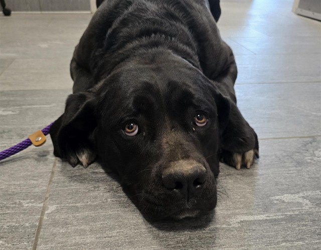 Holly - Female - Labrador Retriever-Mix