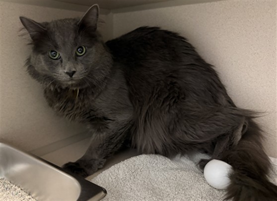 Smokey - Male - Domestic MH