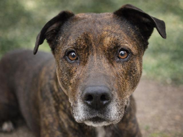 Ace - Male - Staffordshire Bull Terrier-Bull Terrier