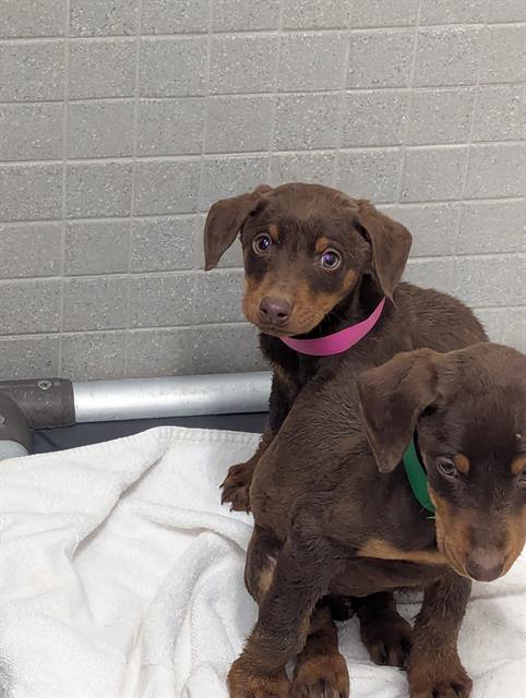  - Female - Doberman Pinscher