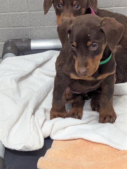  - Female - Doberman Pinscher