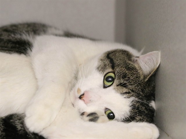 Gray Boy - Male - Domestic SH