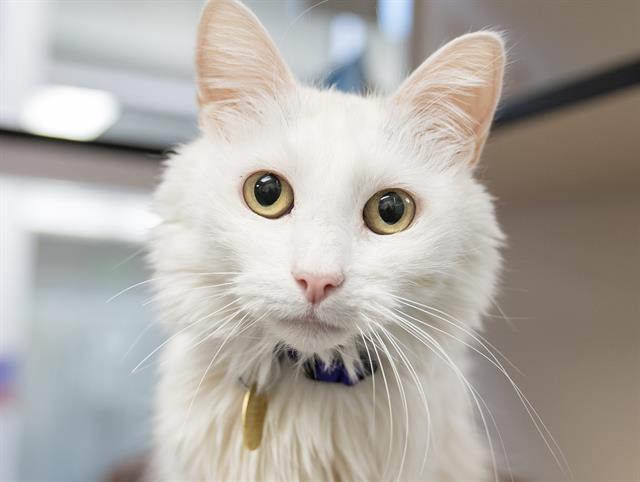 Buster - Male - Domestic LH