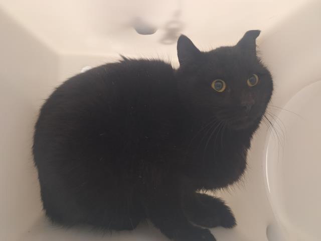 Jeff - Male - Domestic SH