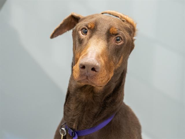 Marcus - Male - Doberman Pinscher-Mix