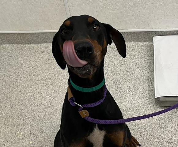 Tricia - Female - Doberman Pinscher-Mix