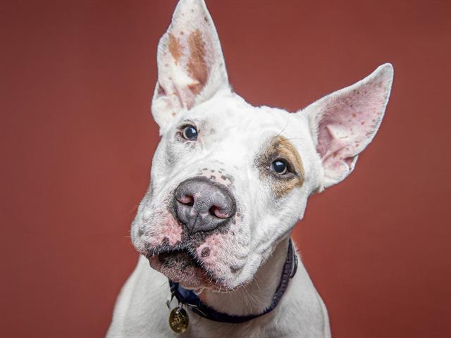 Walnut - Male - Bull Terrier