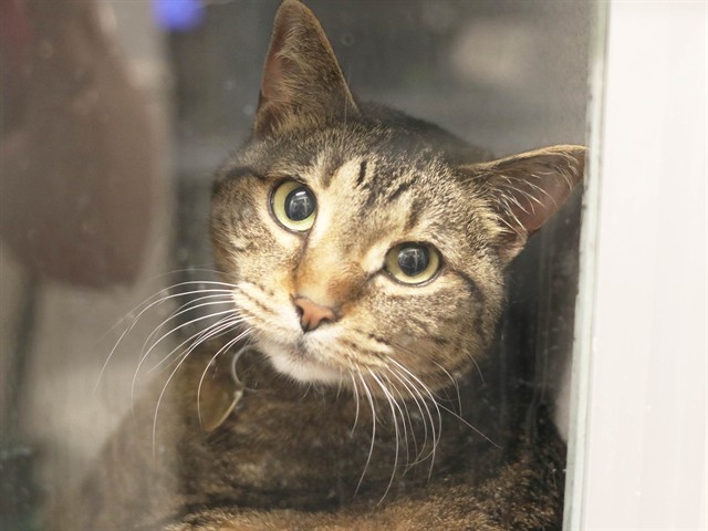 Phoebe - Female - Domestic SH