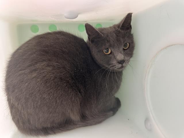 Pat - Female - Domestic SH