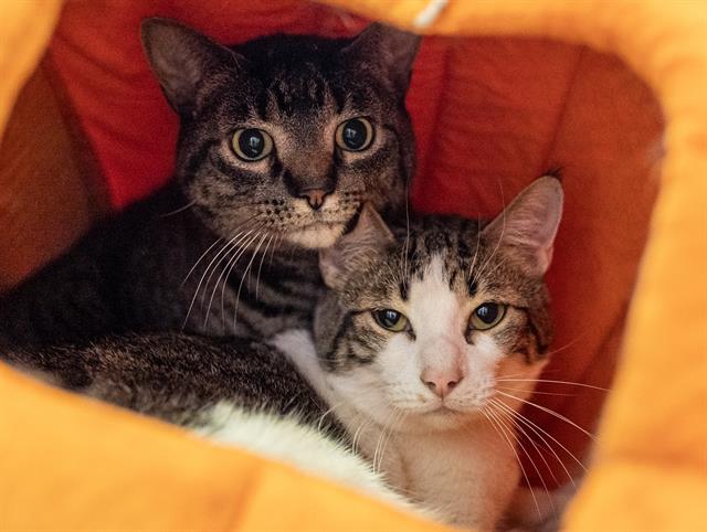 Mocha - Male - Domestic SH