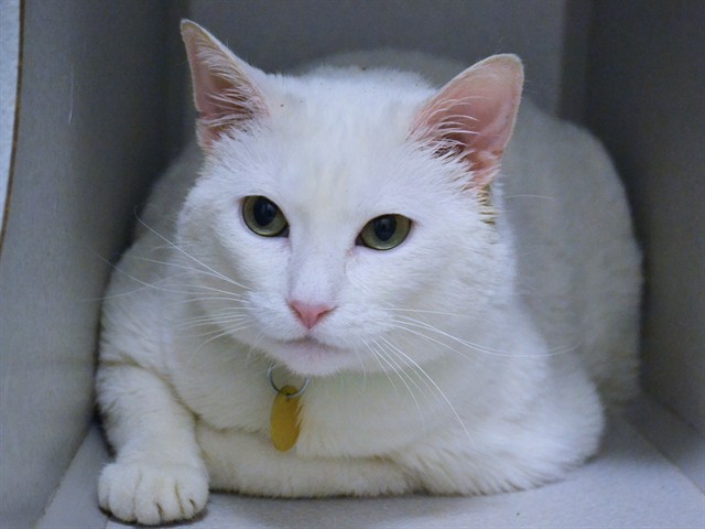 Goose - Female - Domestic SH