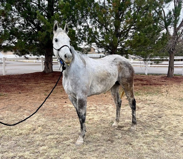 Temple - Female - Grade