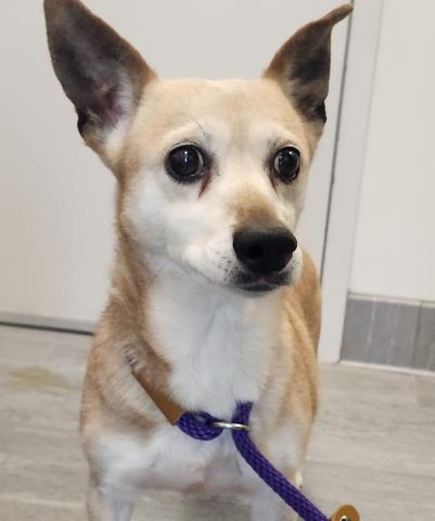  - Female - Chihuahua-Mix