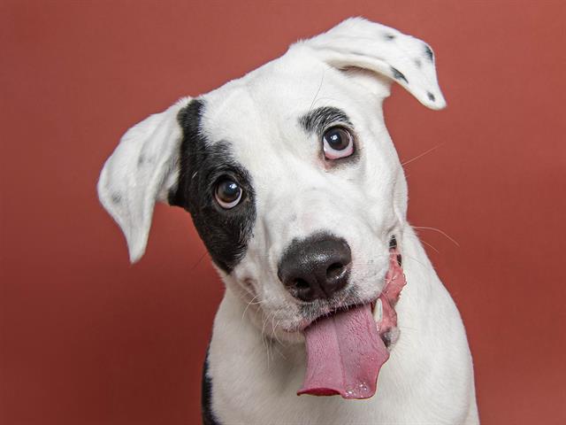 Spot - Male - Nonspecific