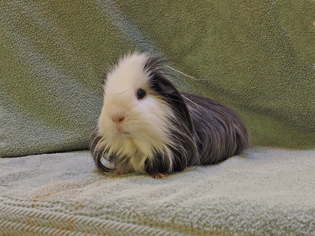 Domino - Male - Guinea Pig
