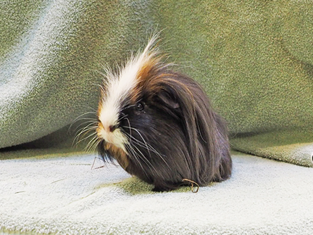 Arlo - Male - Guinea Pig