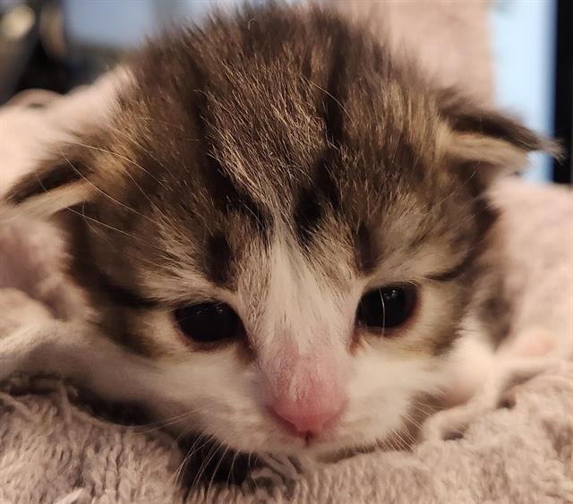 Hello Kitty - Female - Domestic LH