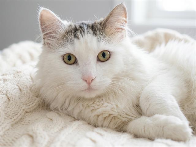 Mr Mcscruffins - Male - Domestic LH