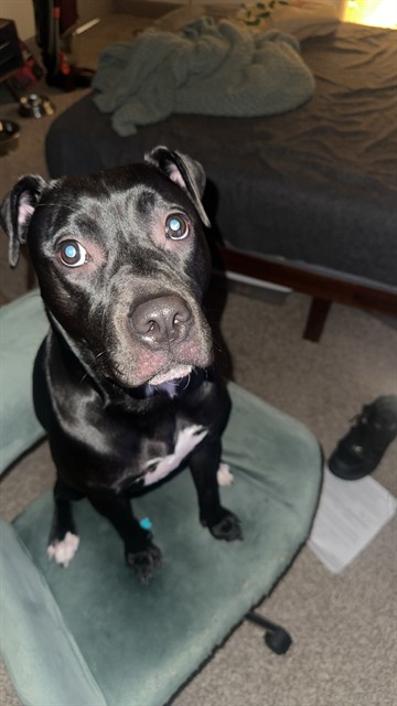 Juno - Female - Staffordshire Bull Terrier
