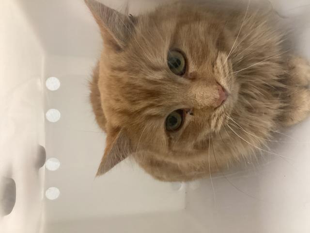 Gabby - Female - Domestic LH