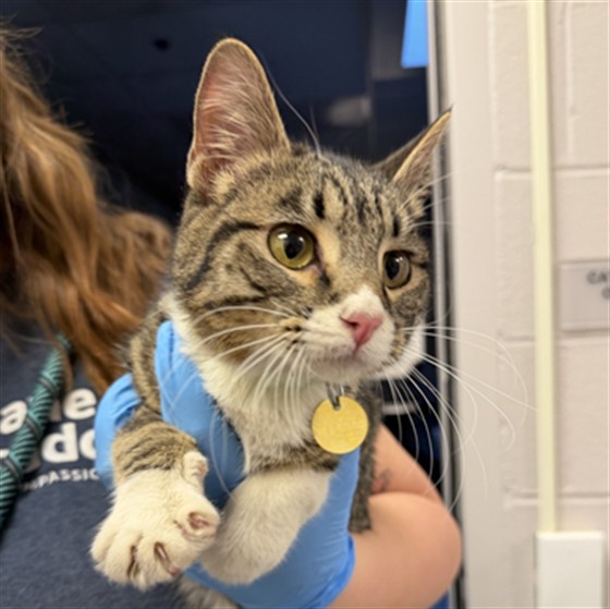 Muffin - Female - Domestic SH