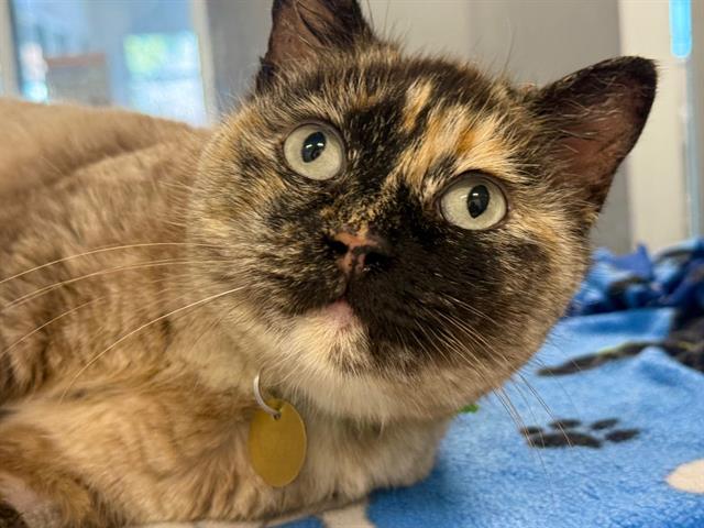 Yona - Female - Domestic SH