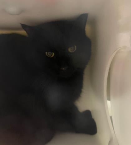 Maple - Male - Domestic SH