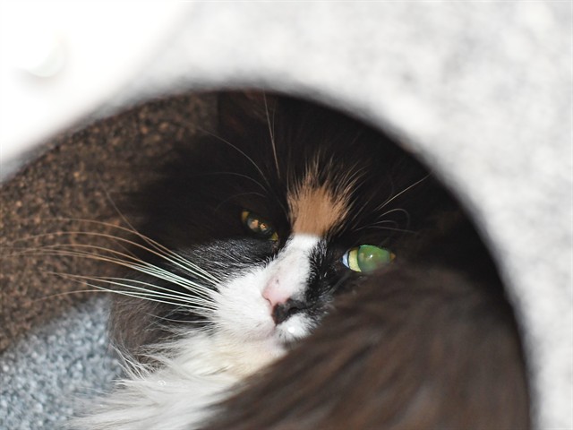 Birch - Female - Domestic SH