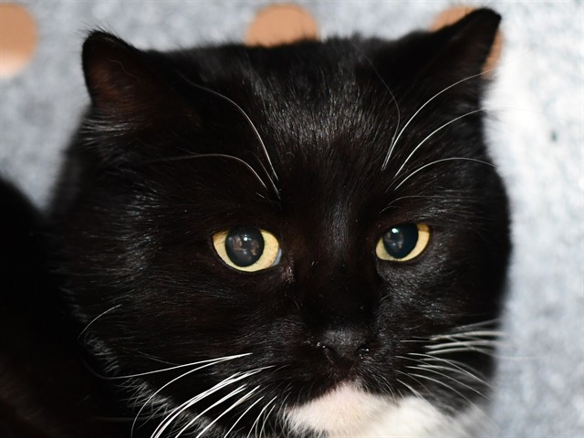 Beech - Female - Domestic SH