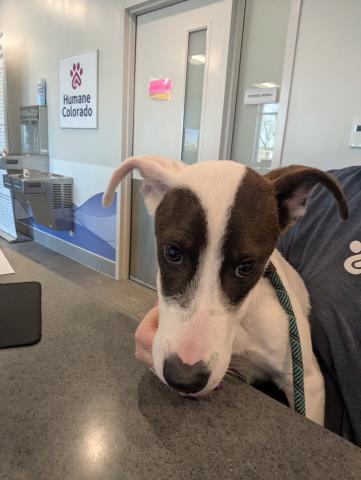 Moscow - Male - Australian Cattle Dog-Chinese Sharpei